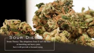 Sour Diesel | Strain Theory