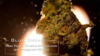 Blue Dream | Strain Theory