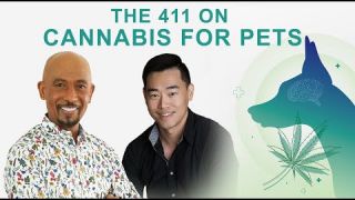 THE 411 ON CANNABIS FOR PETS | TIM SHU D.V.M.