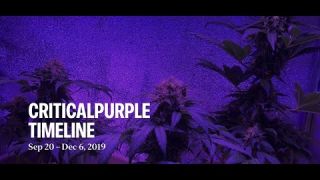 Growers Choice: Critical Purple (Time Lapse)