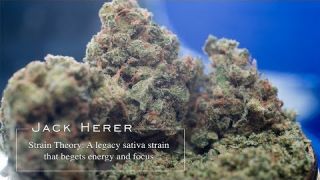 Jack Herer | Strain Theory