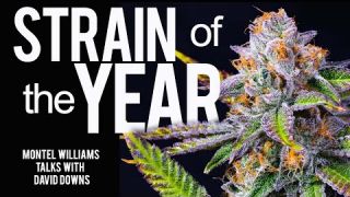 2021 STRAIN OF THE YEAR | DAVID DOWNS