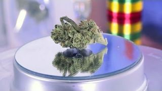 Marijuana review: Panama Punch, The Clinic, Denver