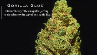 Gorilla Glue #4 | Strain Theory